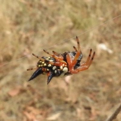 Austracantha minax (Christmas Spider, Jewel Spider) at Namadgi National Park - 26 Feb 2017 by JohnBundock