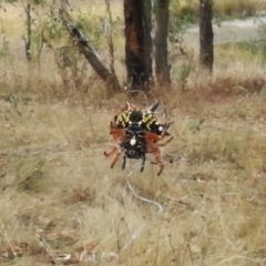 Austracantha minax at Paddys River, ACT - 26 Feb 2017 04:36 PM