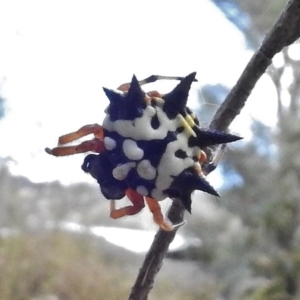 Austracantha minax at Paddys River, ACT - 26 Feb 2017 04:36 PM