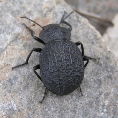 Nyctozoilus deyrolli (Darkling beetle) at Booth, ACT - 26 Feb 2017 by MatthewFrawley