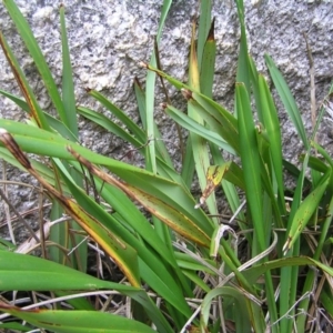 Dianella tasmanica at Booth, ACT - 26 Feb 2017 10:08 AM