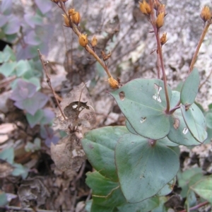 Veronica perfoliata at Booth, ACT - 26 Feb 2017 10:08 AM