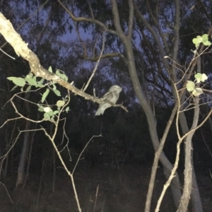 Podargus strigoides at Kambah, ACT - 26 Feb 2017 08:12 PM