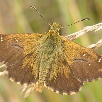 Atkinsia dominula (Two-brand grass-skipper) at Booth, ACT - 26 Feb 2017 by MatthewFrawley
