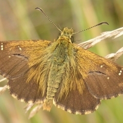 Atkinsia dominula (Two-brand grass-skipper) at Booth, ACT - 26 Feb 2017 by MatthewFrawley