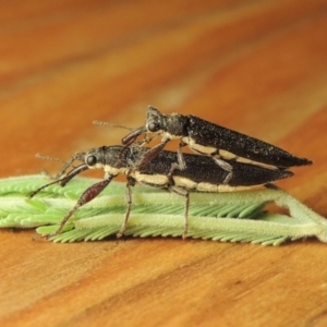 Rhinotia phoenicoptera at Paddys River, ACT - 25 Feb 2017 11:48 PM