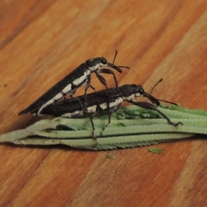 Rhinotia phoenicoptera at Paddys River, ACT - 25 Feb 2017 11:48 PM