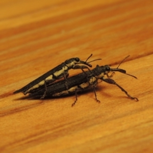 Rhinotia phoenicoptera at Paddys River, ACT - 25 Feb 2017