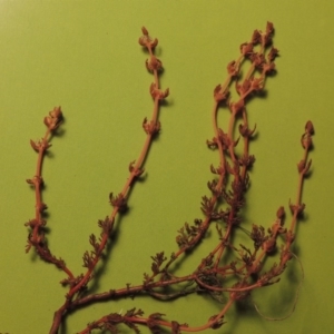 Myriophyllum verrucosum at Paddys River, ACT - 25 Feb 2017 09:00 PM