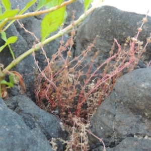 Myriophyllum verrucosum at Point Hut to Tharwa - 26 Feb 2017 07:27 PM