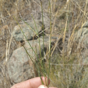 Tricoryne elatior at Molonglo River Reserve - 27 Feb 2017 02:18 PM