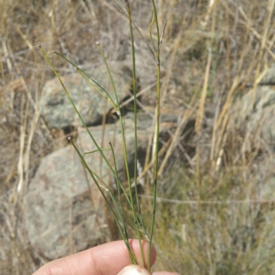 Tricoryne elatior (Yellow Rush Lily) at Molonglo River Reserve - 27 Feb 2017 by RichardMilner