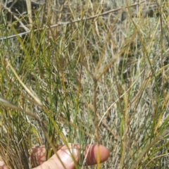 Tricoryne elatior at Molonglo River Reserve - 27 Feb 2017 02:18 PM