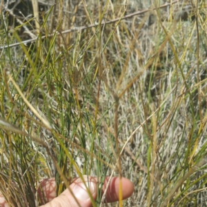 Tricoryne elatior at Molonglo River Reserve - 27 Feb 2017 02:18 PM