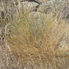 Tricoryne elatior at Molonglo River Reserve - 27 Feb 2017 02:18 PM