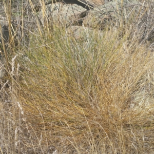 Tricoryne elatior at Molonglo River Reserve - 27 Feb 2017