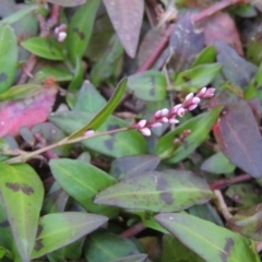 Persicaria decipiens (Slender Knotweed) at Greenway, ACT - 22 Feb 2017 by MichaelBedingfield