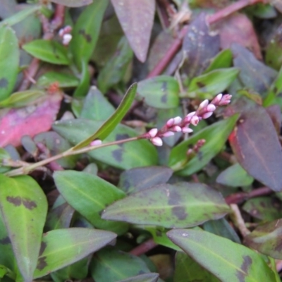 Persicaria decipiens (Slender Knotweed) at Greenway, ACT - 21 Feb 2017 by michaelb