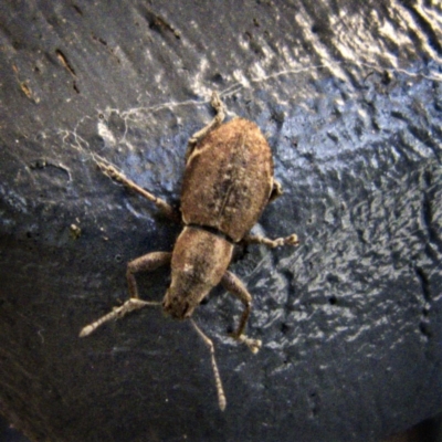 Naupactus cervinus (Fuller's rose weevil) at Banks, ACT - 25 Feb 2017 by UserfaKgHkxs