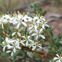 Bursaria spinosa subsp. lasiophylla (Australian Blackthorn) at Isaacs, ACT - 27 Feb 2017 by Mike