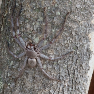 Isopeda (genus) (Huntsman Spider) at Goorooyarroo NR (ACT) - 27 Feb 2017 by CedricBear