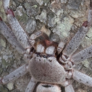 Isopeda sp. (genus) at Goorooyarroo NR (ACT) - 27 Feb 2017