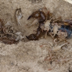Urodacus manicatus (Black Rock Scorpion) at Goorooyarroo NR (ACT) - 27 Feb 2017 by CedricBear