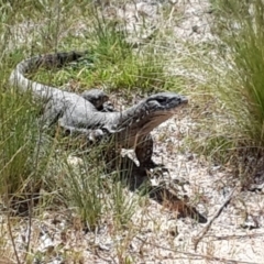 Varanus rosenbergi (Heath or Rosenberg's Monitor) at Namadgi National Park - 2 Dec 2016 by ChrisHolder