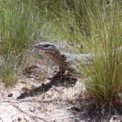 Varanus rosenbergi at Booth, ACT - suppressed