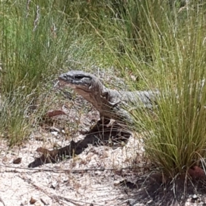 Varanus rosenbergi at Booth, ACT - suppressed