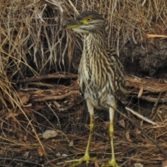 Nycticorax caledonicus (Nankeen Night-Heron) at Bonython, ACT - 26 Feb 2017 by JohnBundock