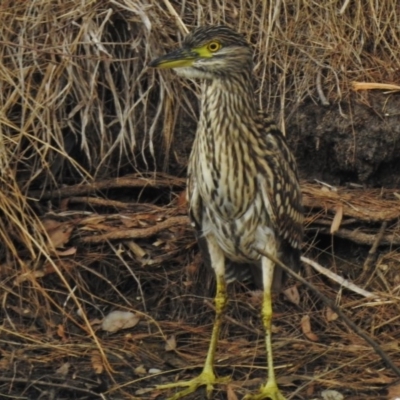 Nycticorax caledonicus (Nankeen Night-Heron) at Bonython, ACT - 27 Feb 2017 by JohnBundock