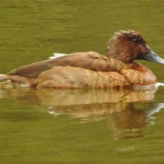 Aythya australis (Hardhead) at Tidbinbilla Nature Reserve - 27 Feb 2017 by JohnBundock