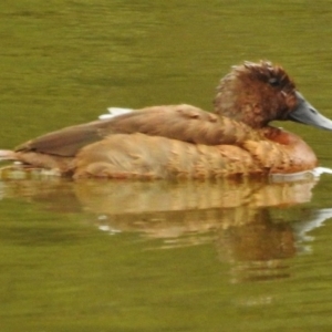 Aythya australis at Paddys River, ACT - 27 Feb 2017 01:00 PM