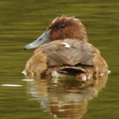 Aythya australis at Paddys River, ACT - 27 Feb 2017 01:00 PM