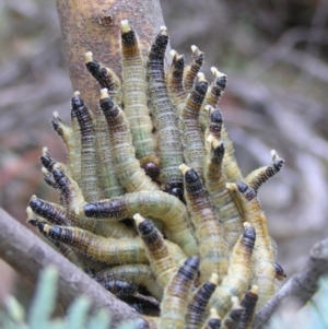 Pseudoperga sp. (genus) at Booth, ACT - 26 Feb 2017 09:12 AM