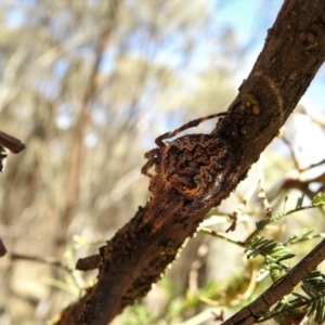 Hortophora transmarina at Hackett, ACT - 27 Feb 2017