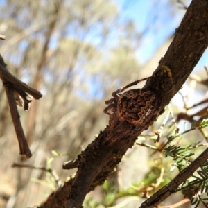 Hortophora transmarina at Hackett, ACT - 27 Feb 2017 12:00 AM