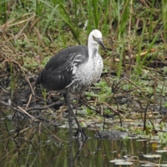 Ardea pacifica at Hackett, ACT - 27 Feb 2017