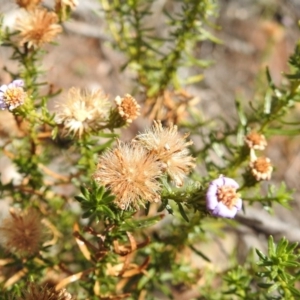 Olearia tenuifolia at Majura, ACT - 27 Feb 2017