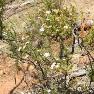 Olearia tenuifolia at Majura, ACT - 27 Feb 2017