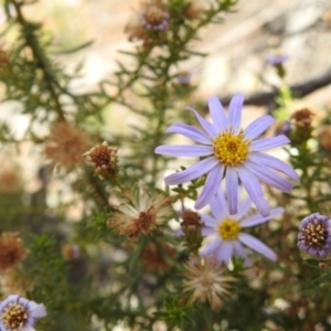 Olearia tenuifolia at Majura, ACT - 27 Feb 2017