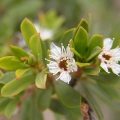 Kunzea peduncularis (Mountain Burgan) at Booth, ACT - 26 Feb 2017 by MatthewFrawley