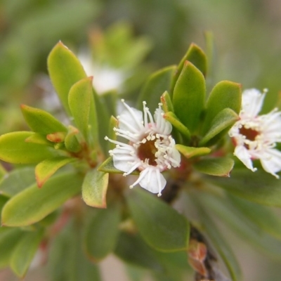 Kunzea peduncularis (Mountain Burgan) at Booth, ACT - 25 Feb 2017 by MatthewFrawley