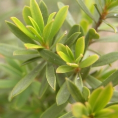 Kunzea peduncularis at Booth, ACT - 26 Feb 2017 10:24 AM