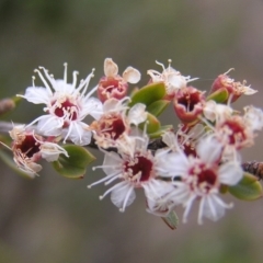 Kunzea peduncularis at Booth, ACT - 26 Feb 2017