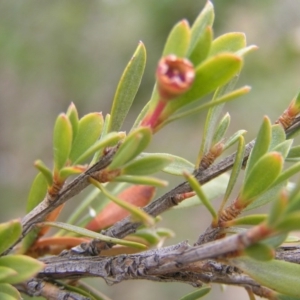 Kunzea peduncularis at Booth, ACT - 26 Feb 2017 10:24 AM