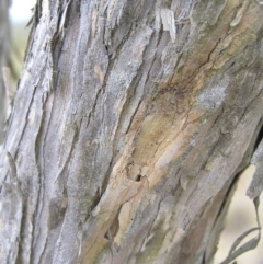 Kunzea peduncularis at Booth, ACT - 26 Feb 2017 10:24 AM