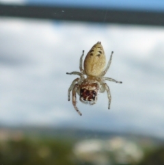 Opisthoncus sp. (genus) (Unidentified Opisthoncus jumping spider) at Reid, ACT - 27 Feb 2017 by JanetRussell