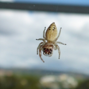 Opisthoncus sp. (genus) at Reid, ACT - 27 Feb 2017 12:58 PM